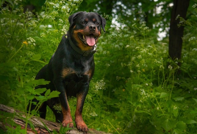 rottweiler 7200016 640