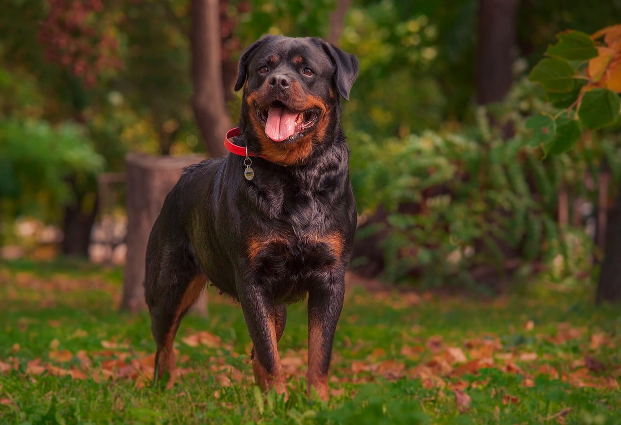 rottweiler 7502443 1280 2