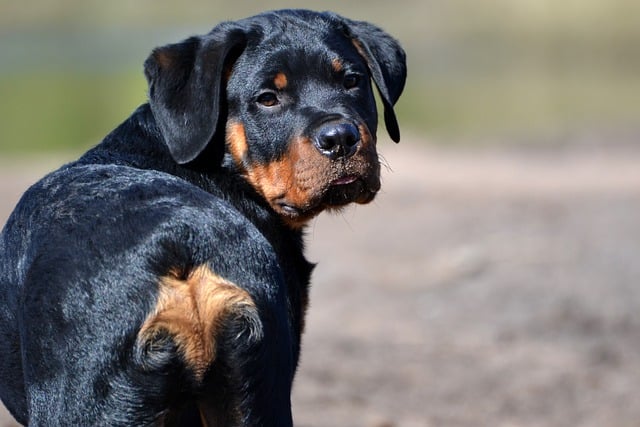 rottweiler 7575692 640