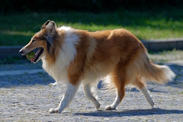 rough collie 6534973 640