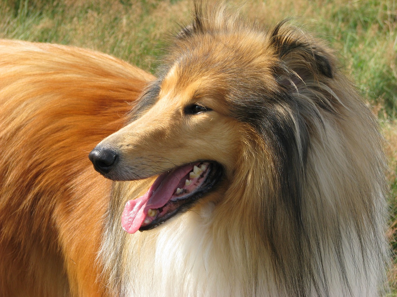 rough collie 76394 1280