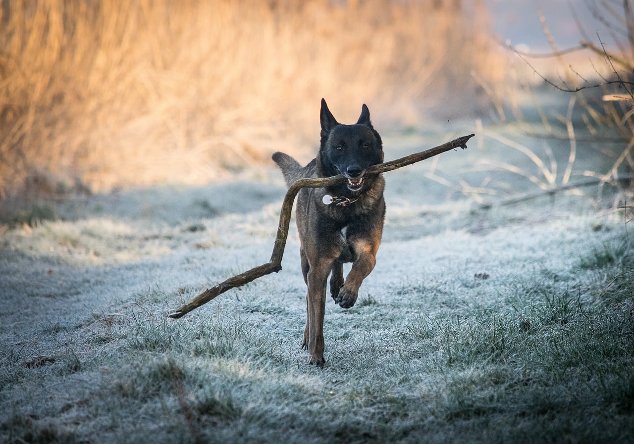 Belgian Malinois dog