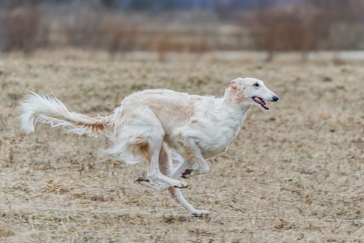 russian borzoi 7043714 1280