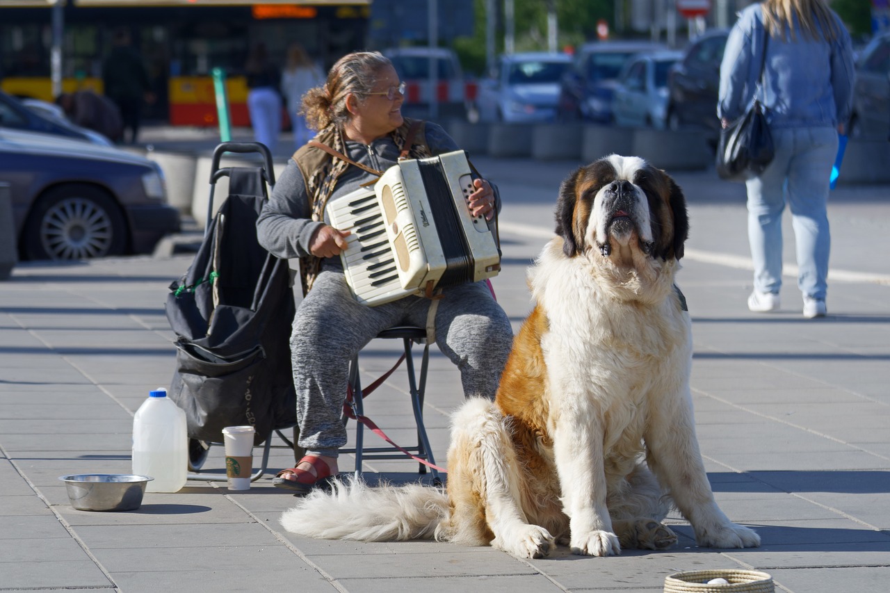 saint bernard 7211165 1280 2