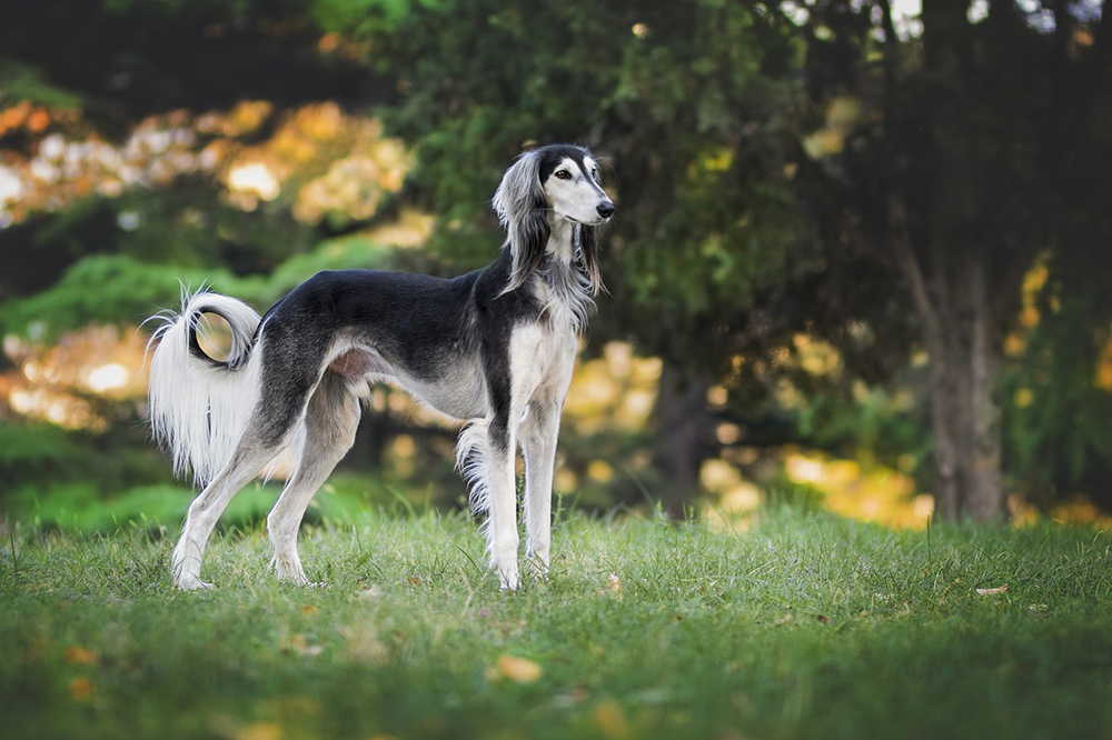 saluki dog at the park