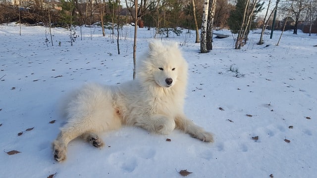 samoyed 1962615 640