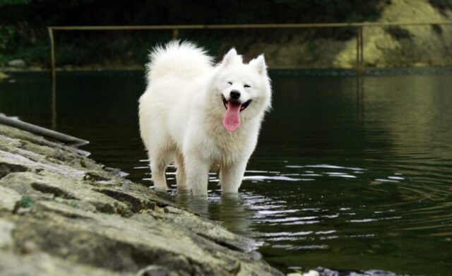 samoyed 2765557 1280 1 e1722651063422