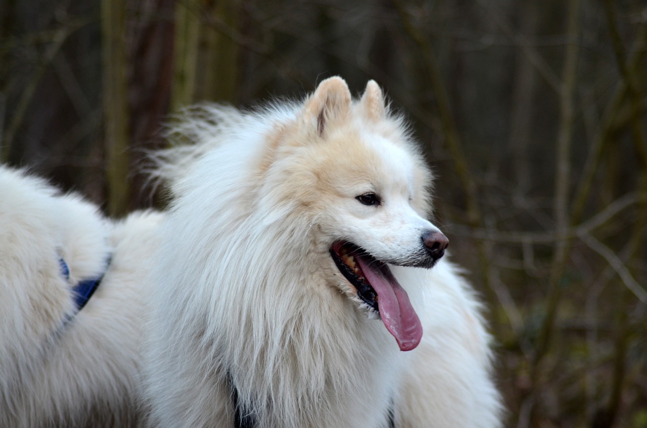 samoyed 3505704 1280 1