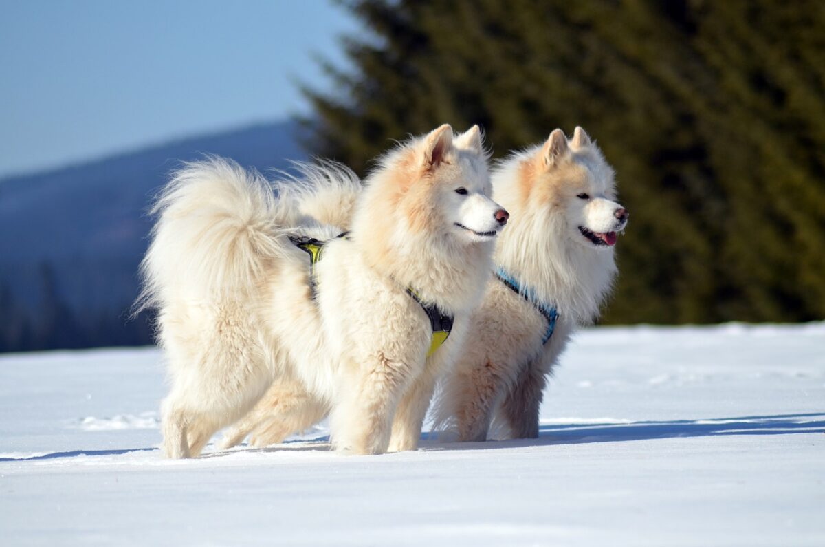 Samoyed dog