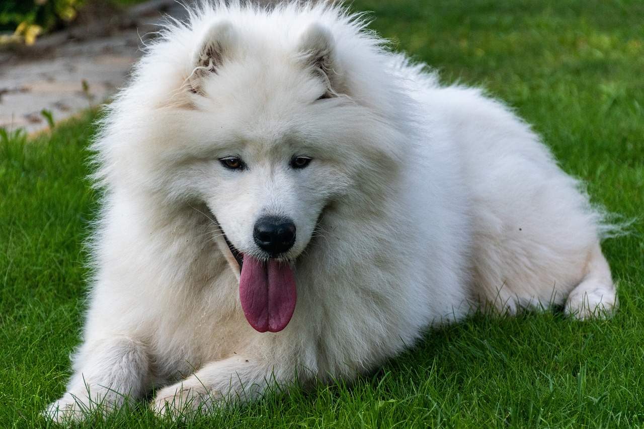 samoyed 6553668 1280 10