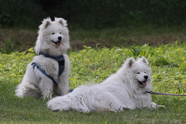 samoyed 8070829 640