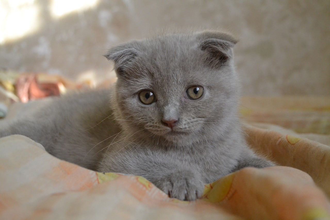 scottish fold 4728352 1280 2