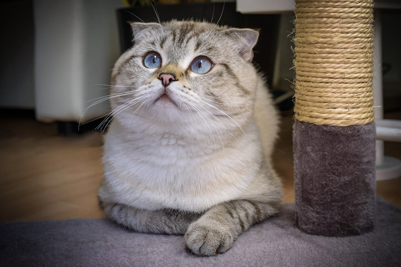 scottish fold 5922816 1280 1