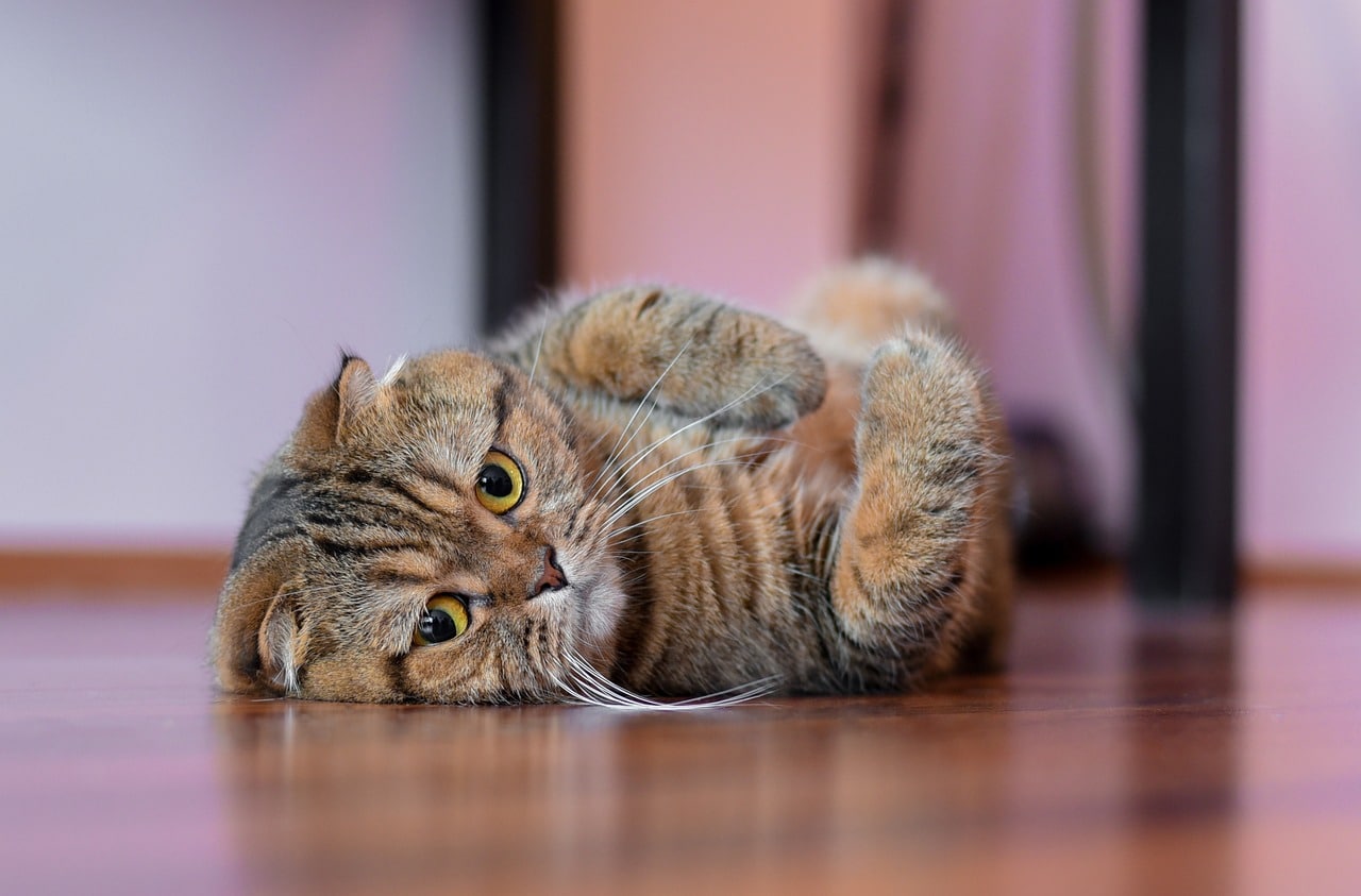 scottish fold 6400836 1280 2