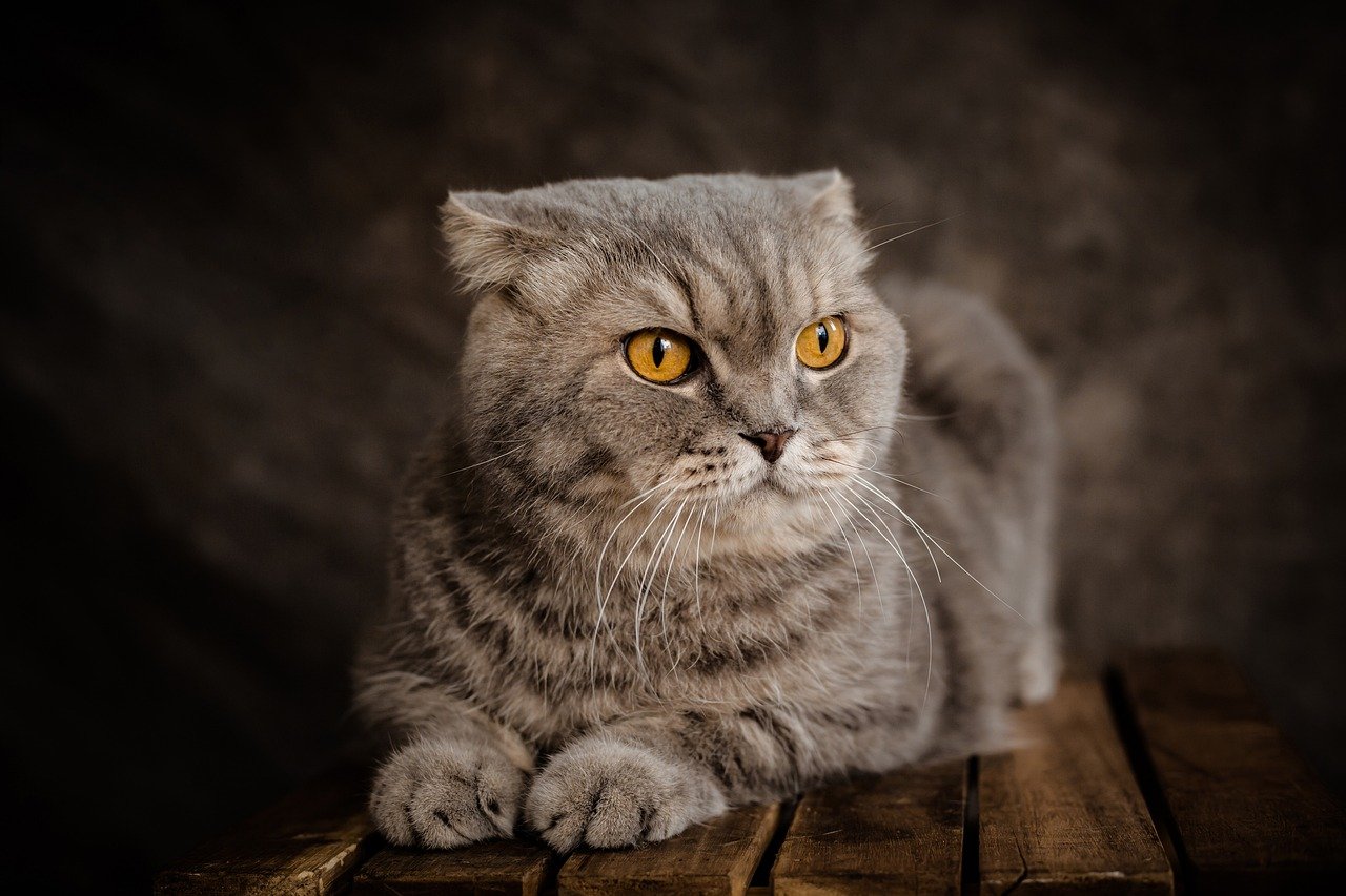 scottish fold 8141945 1280