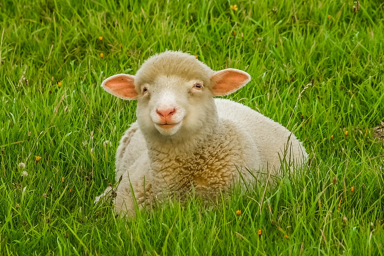 sheep 872184 1280