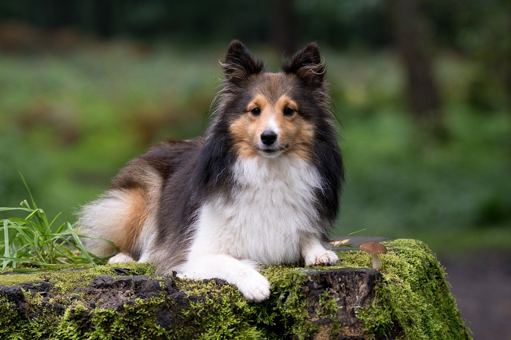 sheltie 2