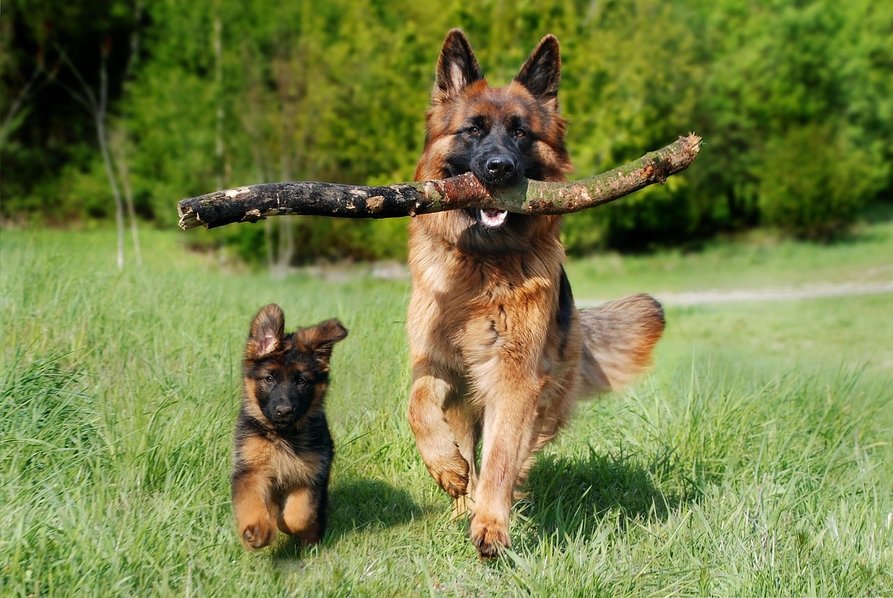 shepherd dog and puppy