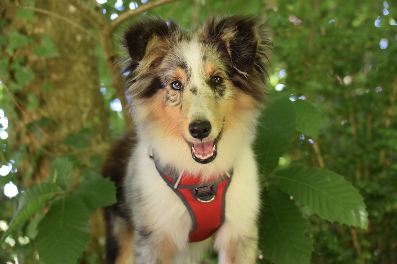 shetland sheepdog 6558167 1280