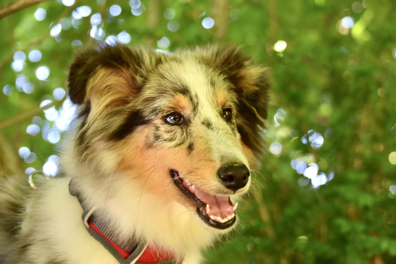 shetland sheepdog 6562686 1280 13 1