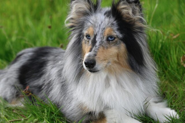 shetland sheepdog 7974138 1280 4 e1722563552724