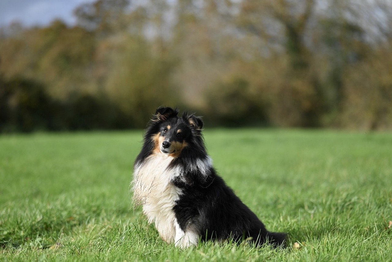 shetland sheepdog 8397248 1280