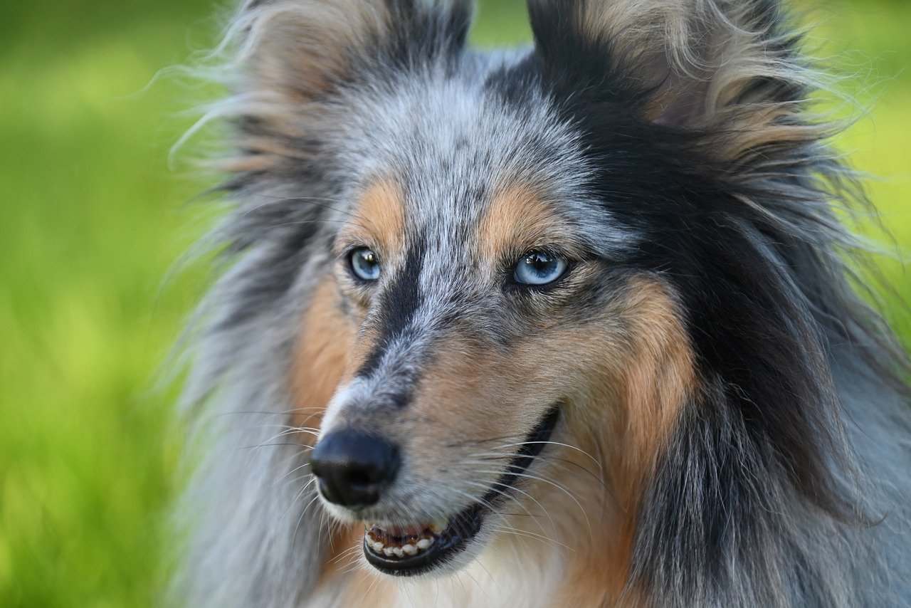 shetland sheepdog 8420917 1280