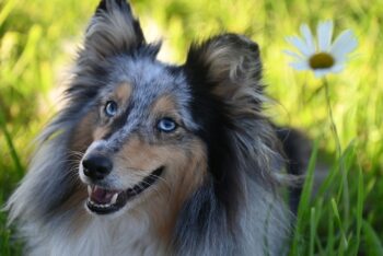 shetland sheepdog 8420920 1280 350x234 1