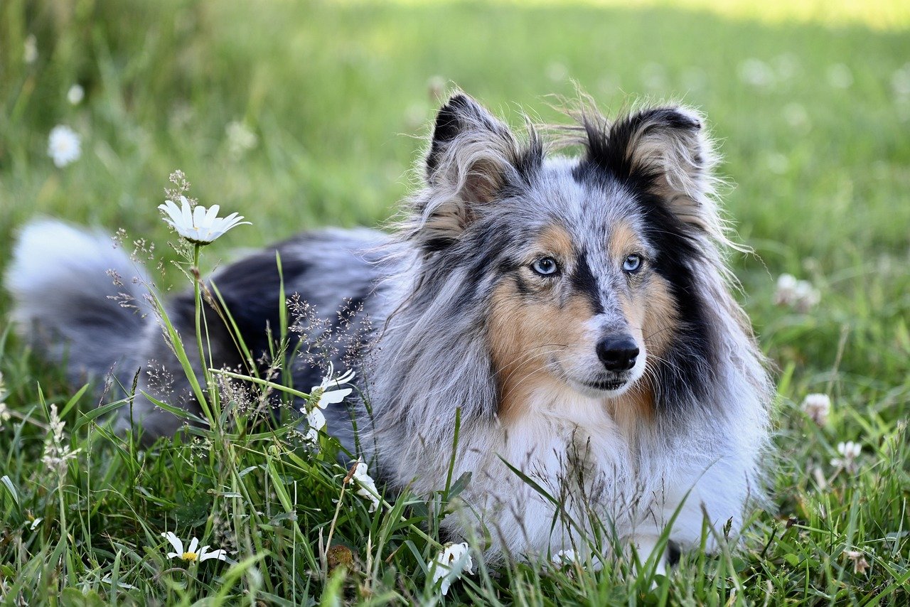 shetland sheepdog 8569397 1280