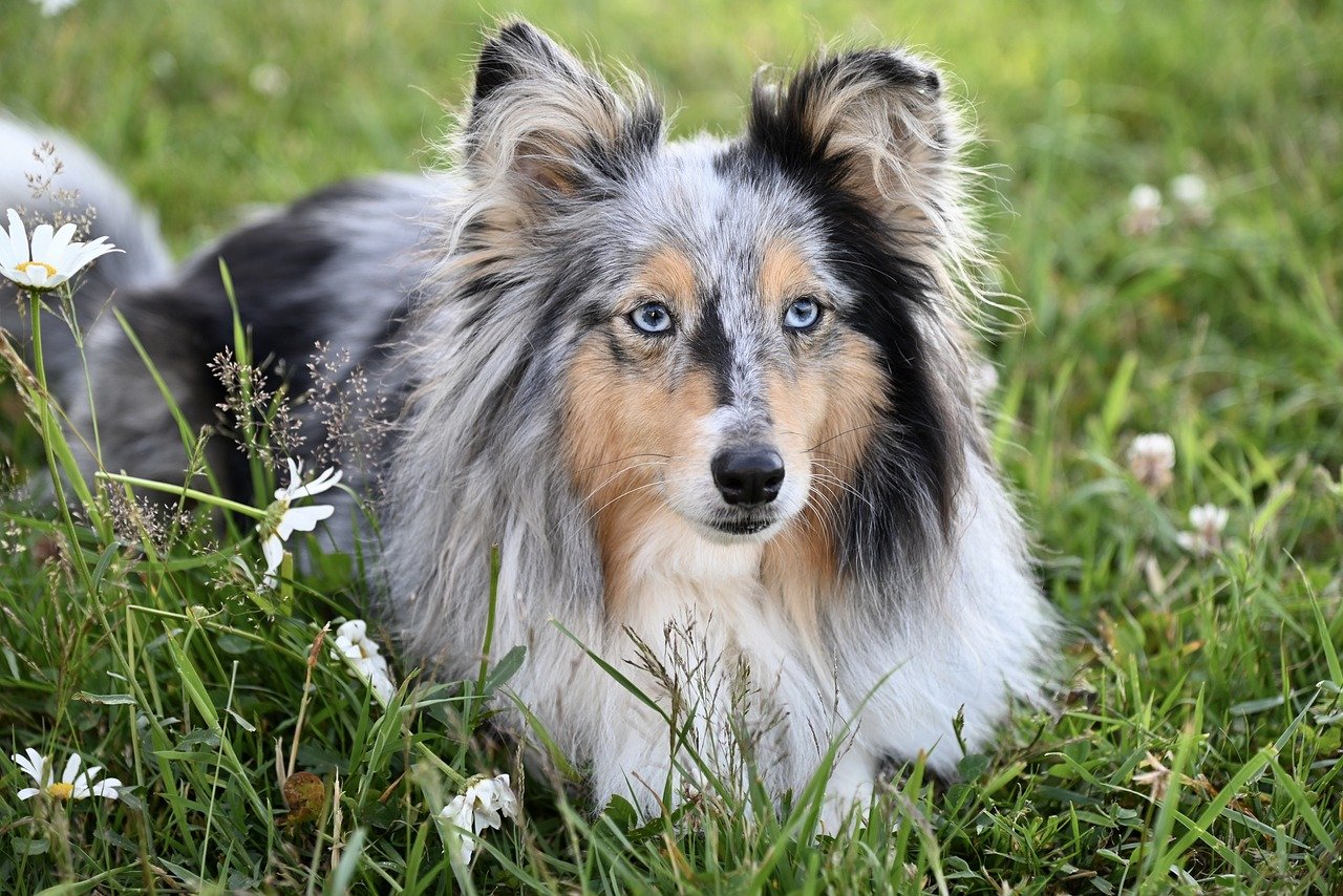 shetland sheepdog 8569400 1280