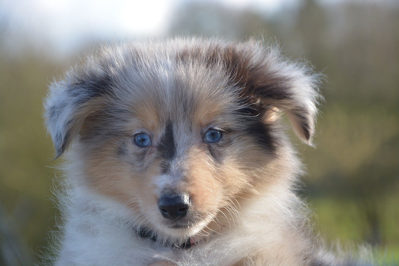 shetland sheepdog 8569408 1280