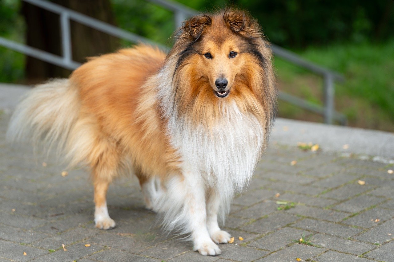 shetland sheepdog 8926049 1280 1