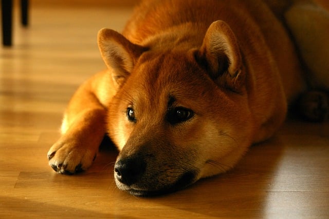 shiba inu 1904871 640