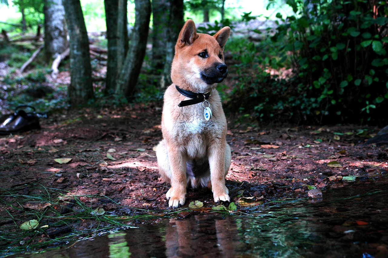 Shiba Inu