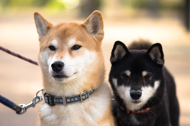 shiba inu 3083761 640 1