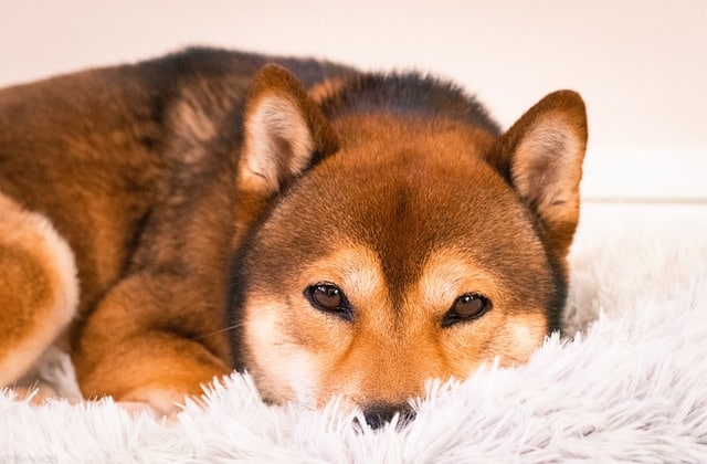 shiba inu 6735477 640