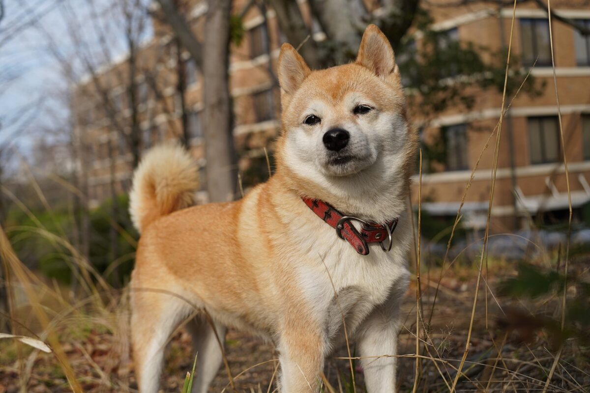 shiba inu 7226742 1280 6 1 e1727984449577