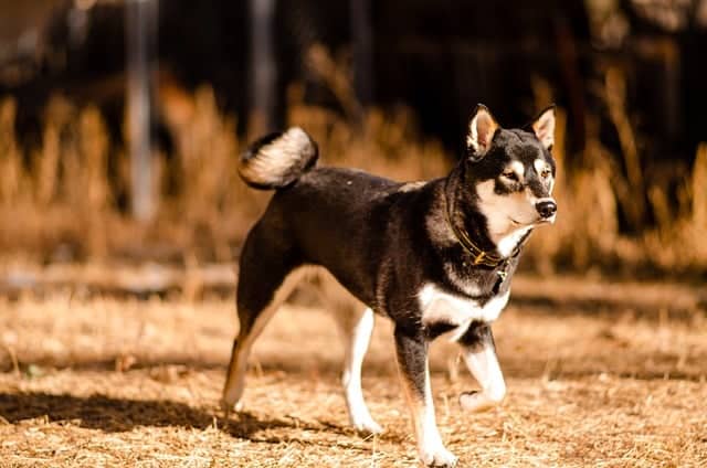 shiba inu 8119138 640