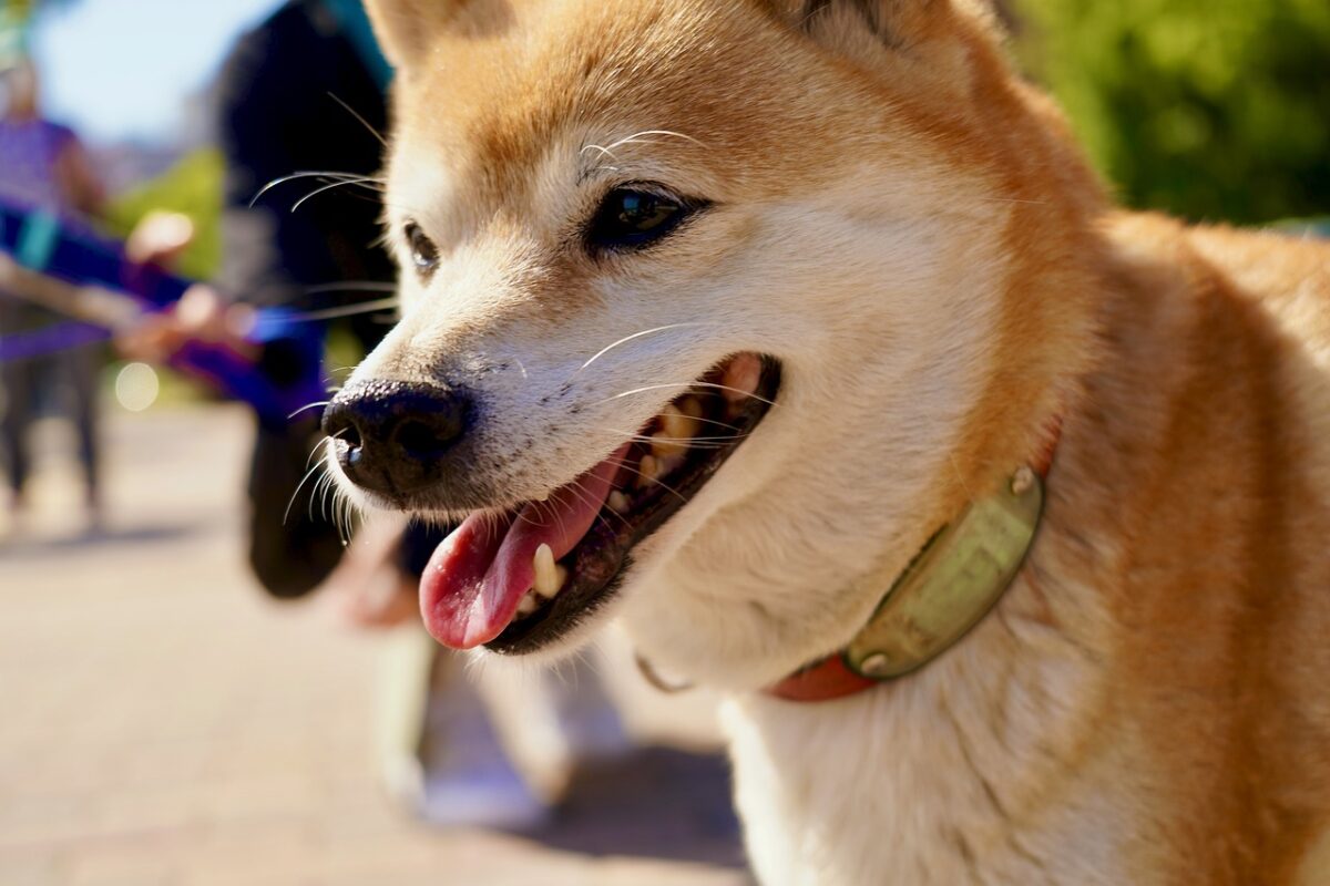 Shiba Inu puppy best supplements