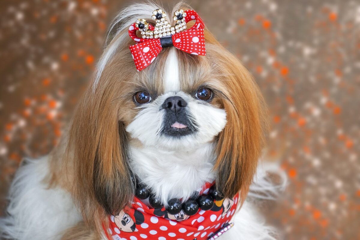 shih tzu 7170411 1280 7 e1726037599487