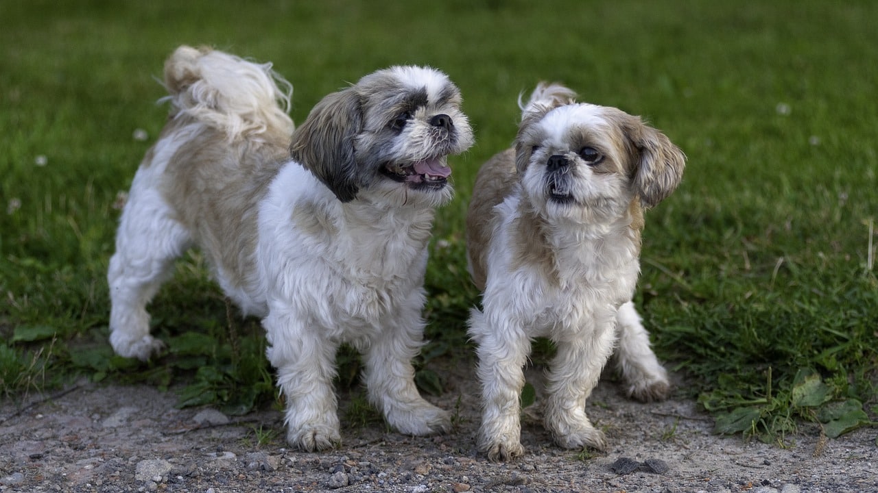 shih tzu 7333799 1280 1