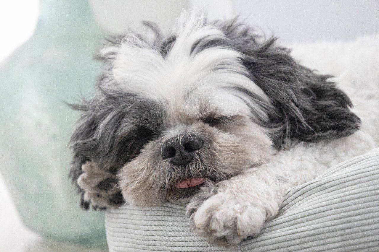 Shih Tzu dog