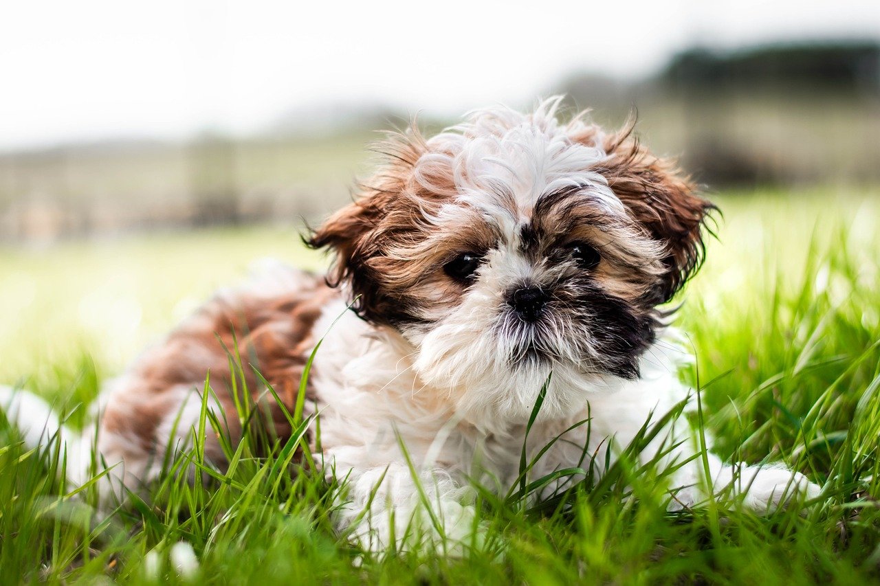 Shih Tzu dog