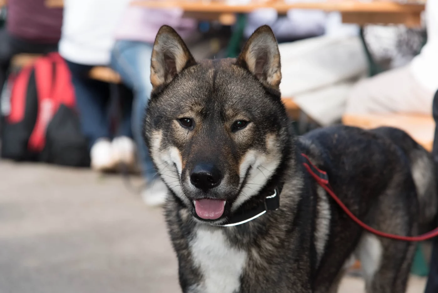 shikoku dog breed pictures 1 1400x935 1