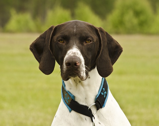 short haired german shorthaired pointer 2120184 640