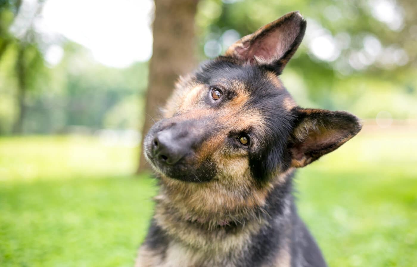 German Shepherd dog