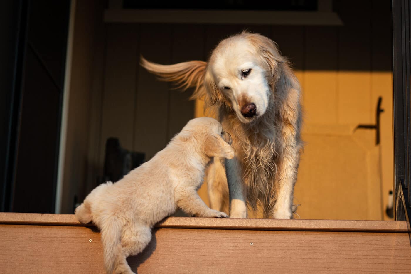 Golden,Retriever,Puppy,Climbing,Up,Stairs,To,Get,To,Adult