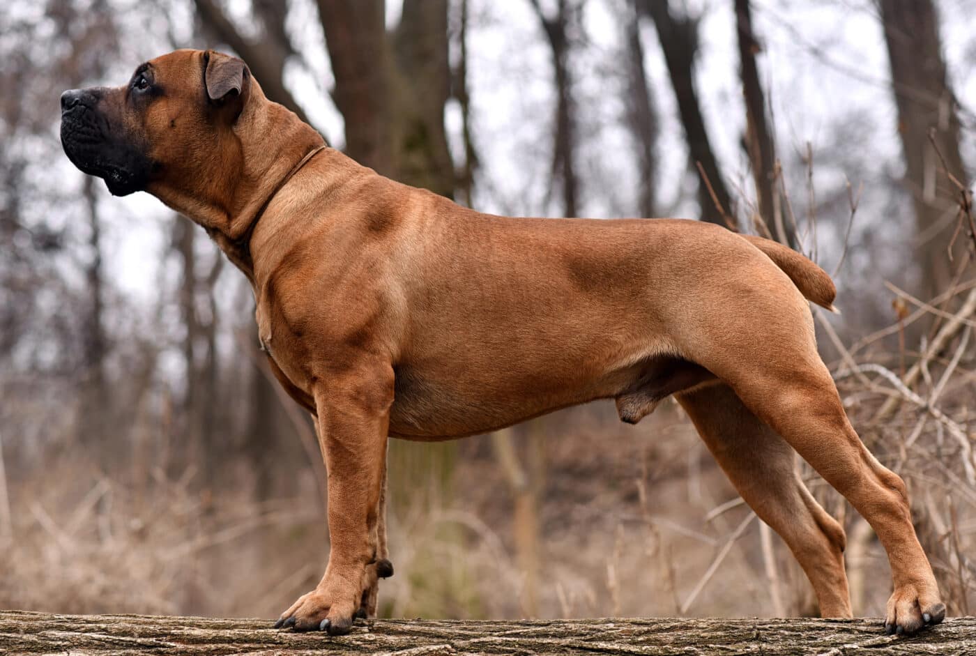 Boerboel dog