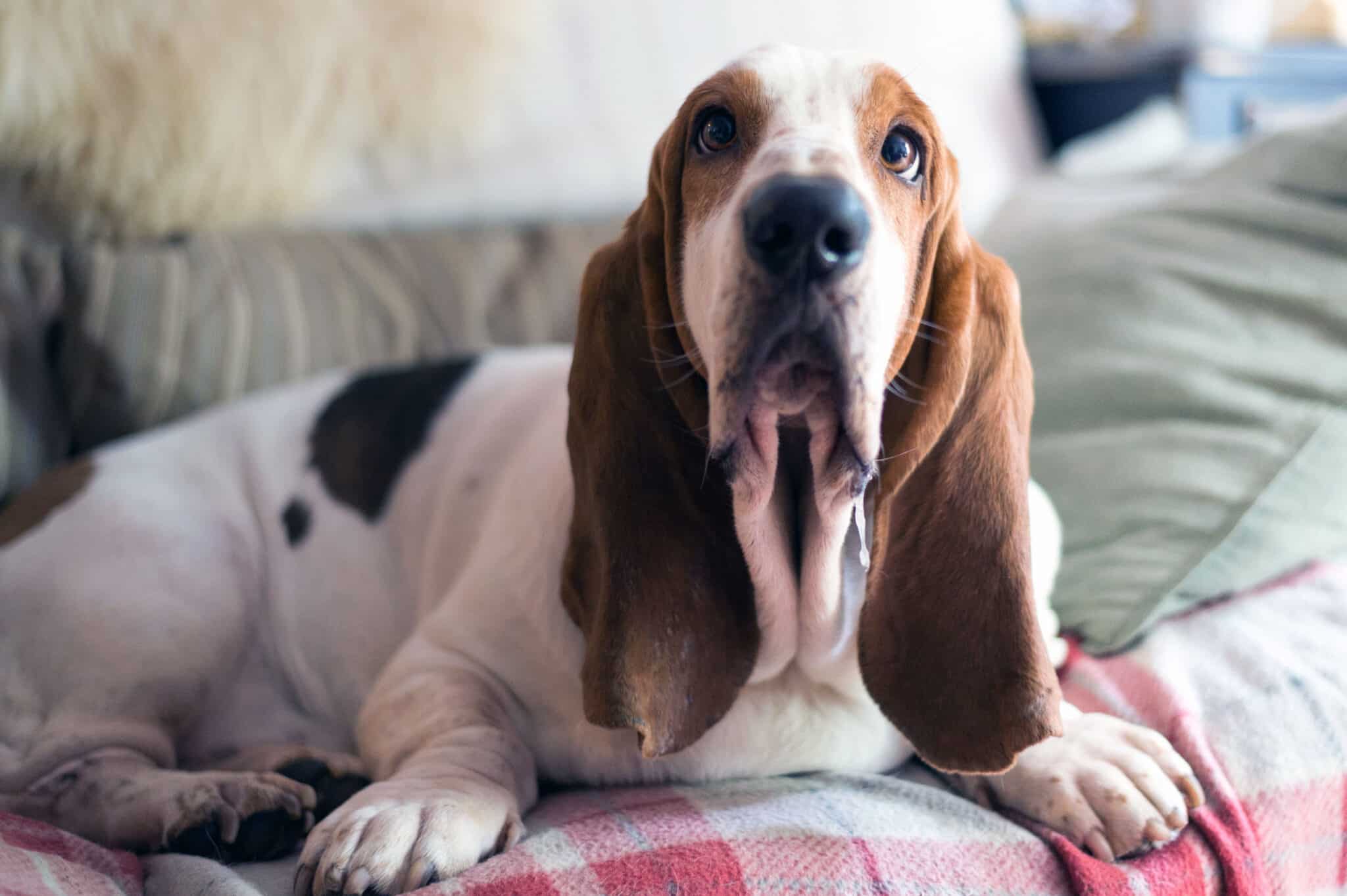 Basset Hound