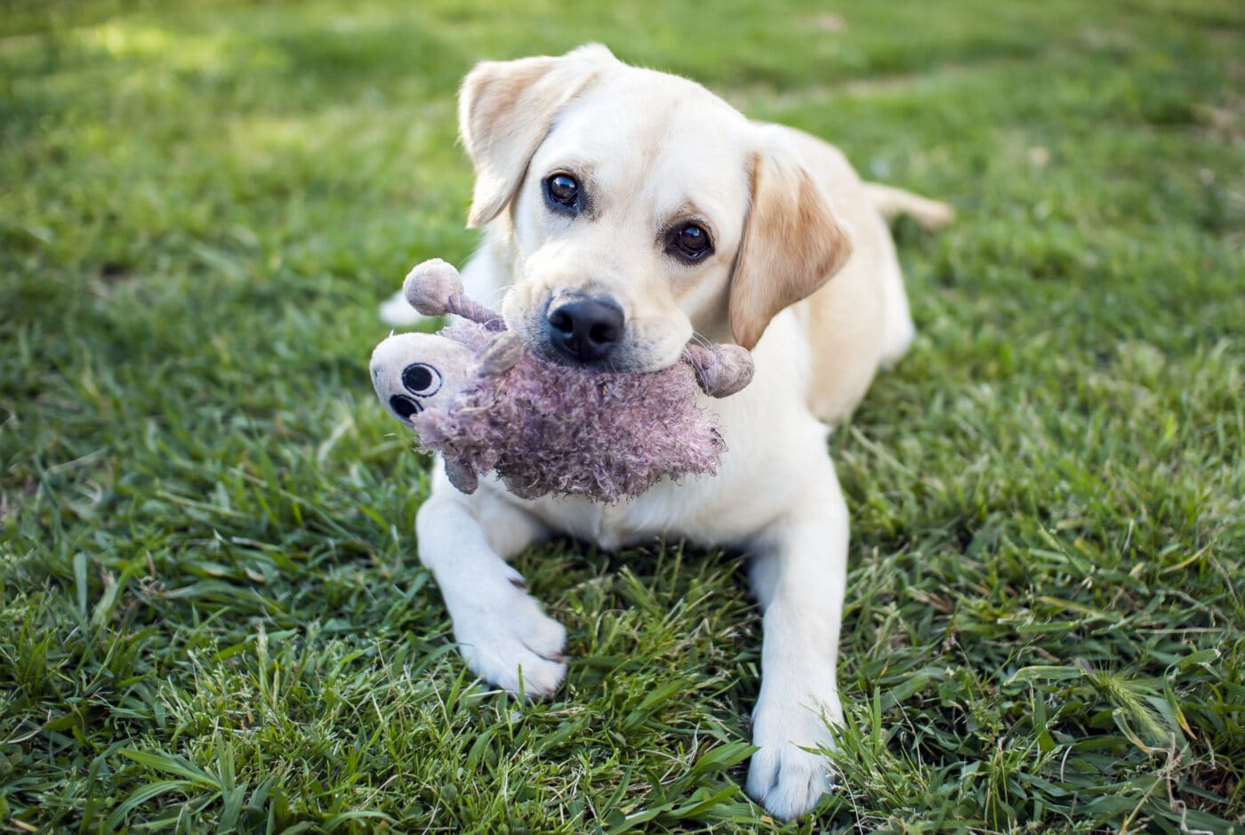 Labrador Retriever